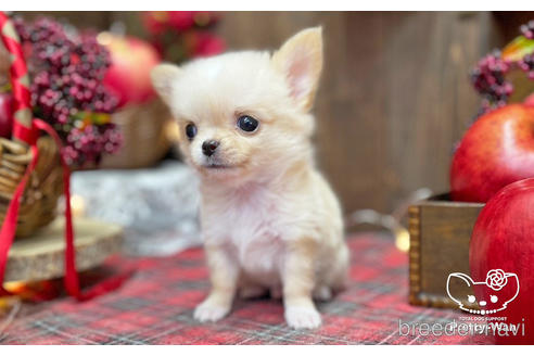 成約済の愛知県のチワワ(ロングコート)-203917の7枚目