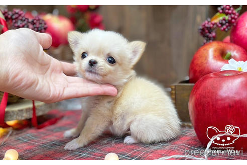 成約済の愛知県のチワワ(ロングコート)-203917の8枚目