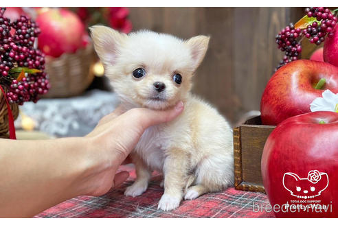 成約済の愛知県のチワワ(ロングコート)-203917の9枚目