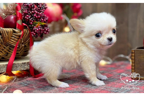 成約済の愛知県のチワワ(ロングコート)-203917の6枚目