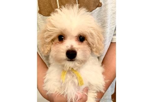 成約済の東京都のミックス犬-192324の16枚目