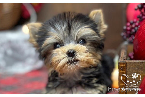 成約済の愛知県のヨークシャーテリア-203988の5枚目