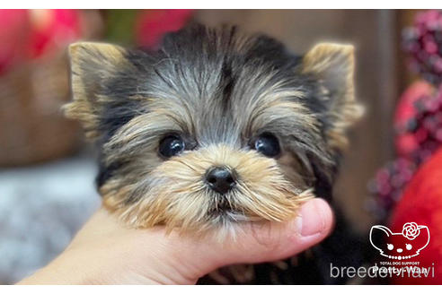 成約済の愛知県のヨークシャーテリア-203988の1枚目