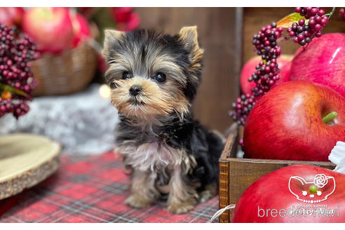 成約済の愛知県のヨークシャーテリア-203988の2枚目