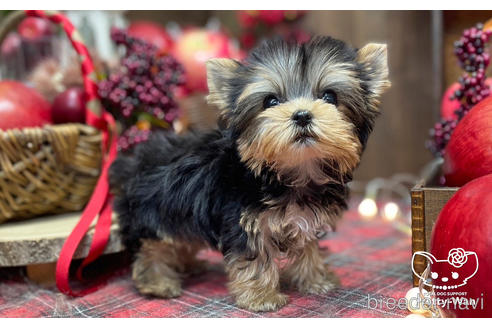 成約済の愛知県のヨークシャーテリア-203988の3枚目