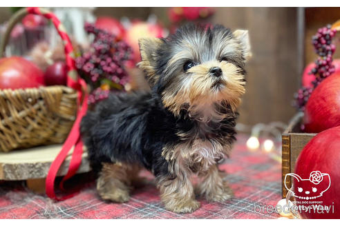 成約済の愛知県のヨークシャーテリア-203988の4枚目