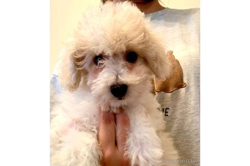 成約済の静岡県のミックス犬-202897の4枚目