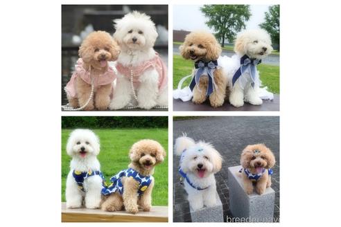 成約済の静岡県のミックス犬-202897の2枚目