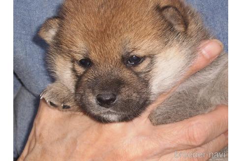 成約済の三重県の柴犬-204011の1枚目