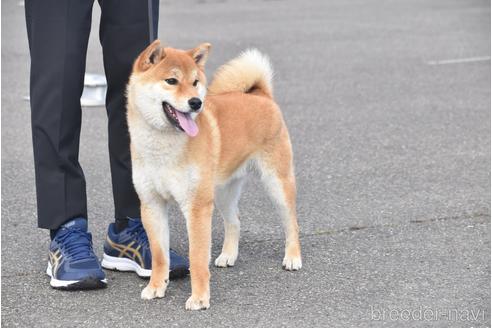 成約済の三重県の柴犬-204014の5枚目