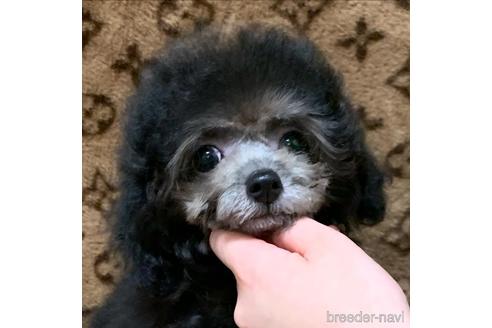 成約済の広島県のミックス犬-195464の8枚目