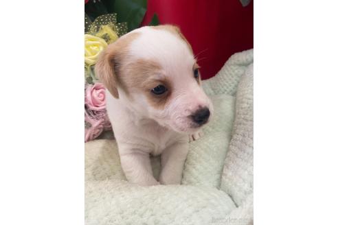 三重県でジャックラッセルテリアの子犬を探す ブリーダーナビ