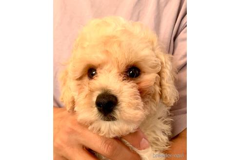 成約済の静岡県のミックス犬-202964の32枚目