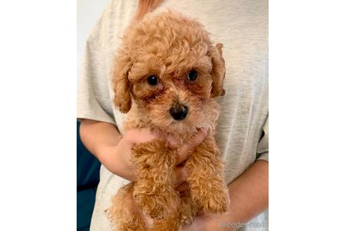 成約済の静岡県のミックス犬-202965の76枚目