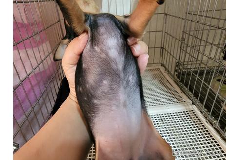 成約済の愛知県のミニチュアピンシャー(ミニピン)-204036の5枚目