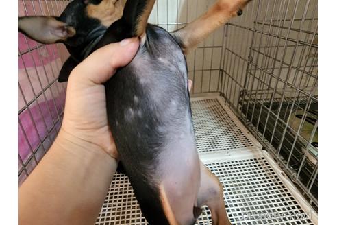 成約済の愛知県のミニチュアピンシャー(ミニピン)-204036の4枚目