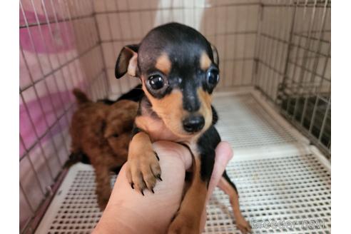 成約済の愛知県のミニチュアピンシャー(ミニピン)-204036の2枚目