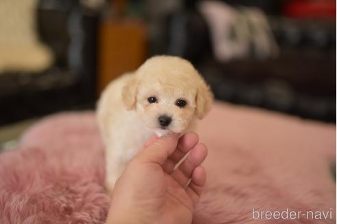 成約済の茨城県のタイニープードル-204048の1枚目