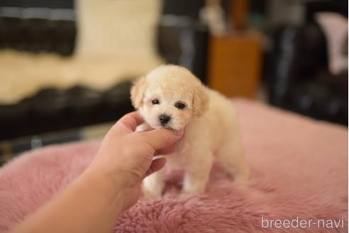 成約済の茨城県のタイニープードル-204048の6枚目