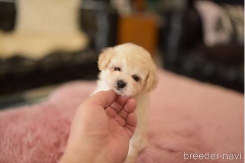 成約済の茨城県のタイニープードル-204048の5枚目