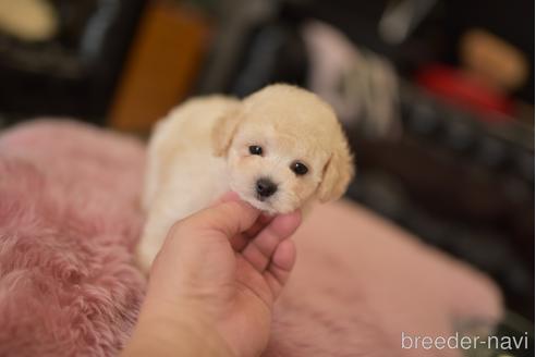 成約済の茨城県のタイニープードル-204048の4枚目