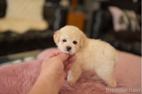成約済の茨城県のタイニープードル-204048の3枚目