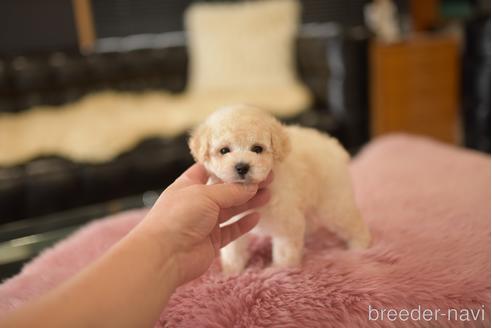 成約済の茨城県のタイニープードル-204048の2枚目