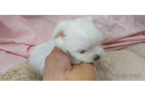 成約済の愛知県のマルチーズ-204063の7枚目