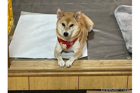 成約済の奈良県の豆柴-204095の6枚目
