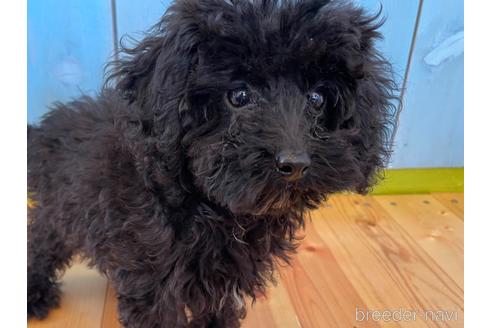 ブラック(黒)のトイプードルの子犬を探す|ブリーダーナビ