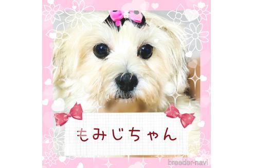 販売中の秋田県のミックス犬-204109