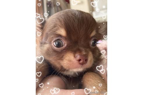 チョコタンのチワワの子犬を探す|ブリーダーナビ セール・SALE ヘッドカバー チワワ チョコタン FW アクセサリー
