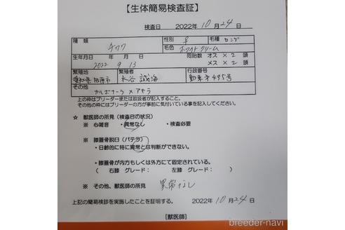 成約済の愛知県のチワワ(ロングコート)-203416の2枚目