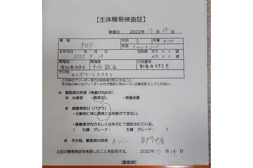 成約済の愛知県のチワワ(ロングコート)-203413の6枚目