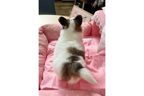 成約済の大阪府のパピヨン-204133の2枚目