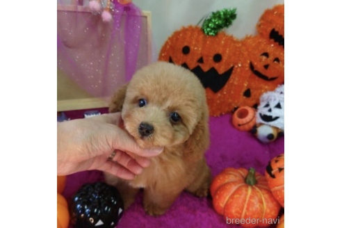 子犬