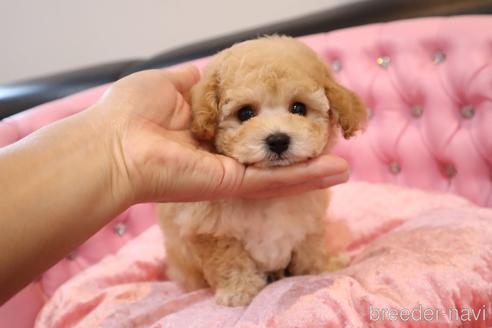 成約済の茨城県のタイニープードル-204144の4枚目