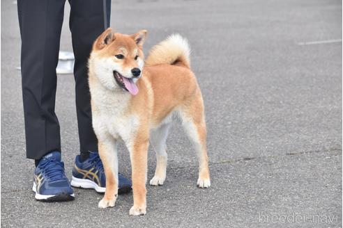 成約済の三重県の柴犬-204164の5枚目