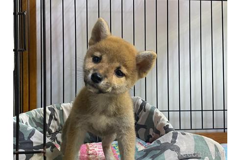 成約済の岡山県の柴犬-204171の2枚目