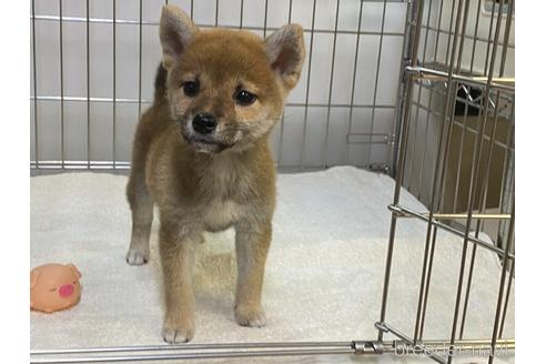 成約済の岡山県の柴犬-204171の1枚目