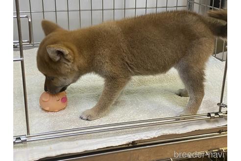 成約済の岡山県の柴犬-204171の3枚目