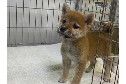 成約済の岡山県の柴犬-204171の4枚目