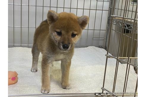 成約済の岡山県の柴犬-204171の5枚目