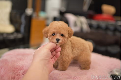 成約済の茨城県のタイニープードル-201693