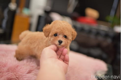 成約済の茨城県のタイニープードル-201693の7枚目