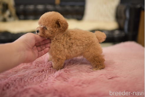 成約済の茨城県のタイニープードル-201693の6枚目