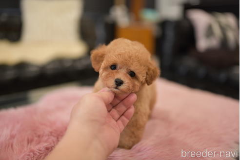 成約済の茨城県のタイニープードル-201693の5枚目