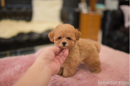 成約済の茨城県のタイニープードル-201693の4枚目