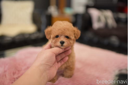 成約済の茨城県のタイニープードル-201693の3枚目