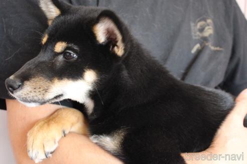 成約済の北海道の柴犬-190702の3枚目